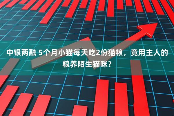 中银两融 5个月小猫每天吃2份猫粮，竟用主人的粮养陌生猫咪？